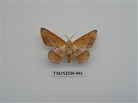 藏品(尺蛾3)的圖片